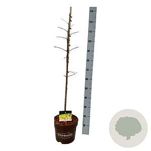 Metasequoia gl. Amber Glow 80-100 cm 7,5L