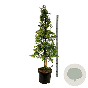 Metasequoia gl. Amber Glow 200-225 cm cont. 55L extra