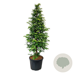 Metasequoia gl. Amber Glow 200-250 cm cont. 90L extra