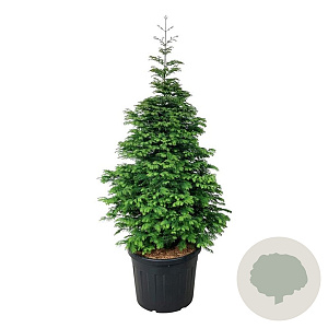 Metasequoia gl. 'Daw.Tawny Fleece' 150-175 cm cont. 55L extra