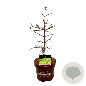 Metasequoia gl. 'Hamlet's Broom' 50-60 cm 7,5L
