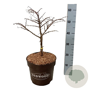 Metasequoia gl. 'Miss Grace' 30-40 cm 7,5L