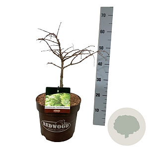 Metasequoia gl. 'Schirrm. Nordl.' 40-50 cm P26