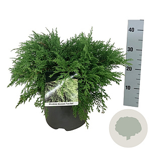 Microbiota decussata 'Fuzzball' 50-60 cm 7,5L