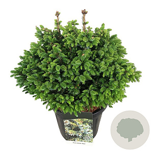 Picea omorika 'Nana' 40-50 cm 15L