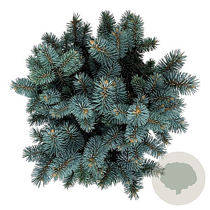 Picea pungens 'Blaukissen' 20-25 cm