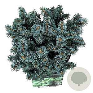 Picea pungens 'Blaukissen' 20-25 cm