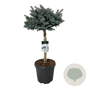 Picea pungens 'Glauca Globosa' 60 cm stam 30L