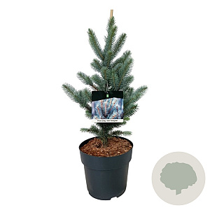 Picea pungens 'Iseli Fastigiate' 40-50 cm P26