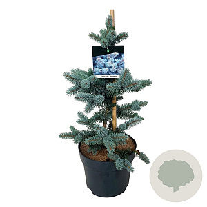 Picea pungens 'Oldenburg' 40-50 cm P26
