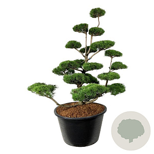 Pinus contorta 175-200 cm cont. 500L bonsai