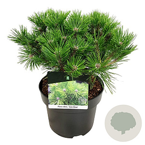 Pinus dens. 'Low Glow' 30-40 cm 4,5L
