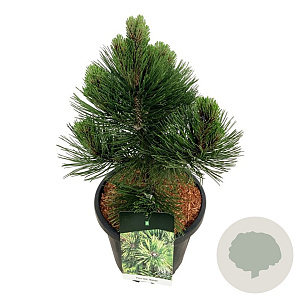 Pinus heldreichii 'Malinki' 40-50 cm 15L