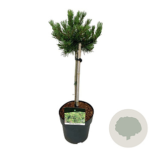 Pinus mugo 'Klosters Grun' 40 cm stam 5,0L