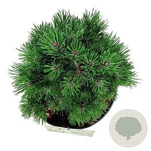 Pinus mugo 'Heideperle' 15-20 cm