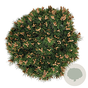 Pinus mugo 'Heideperle' 40-50 cm 30L extra