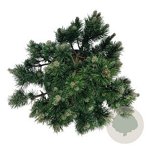 Pinus mugo 'Limerick' 40-50 cm 30L extra