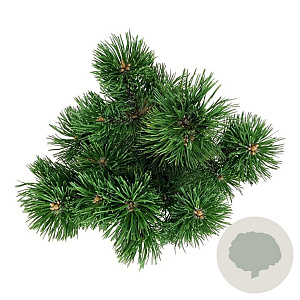 Pinus mugo 'Mumpitz' 25-30 cm