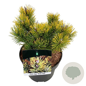 Pinus mugo 'Winter Gold' 20-25 cm
