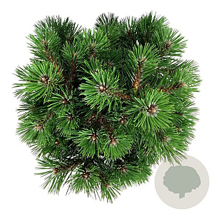Pinus nigra 'Nana' 25-30 cm
