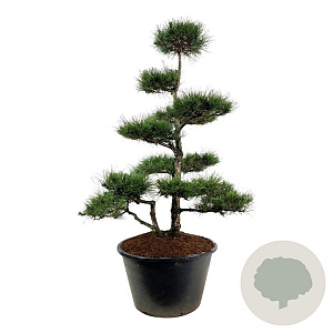 Pinus nigra nigra 225-250 cm cont. 500L bonsai