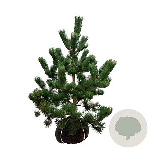 Pinus nigra 'Oregon Green' 80-100 cm met kluit extra