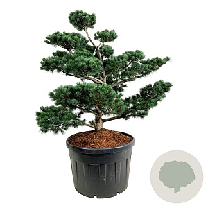 Pinus parv. 'Tempelhof' 100-125 cm cont. 180L bonsai