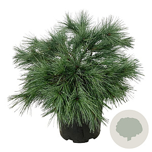 Pinus strobus 'Blue Shag' 50-60 cm 15L
