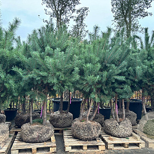 Pinus sylvestris 300-350 cm draadkluit solitair