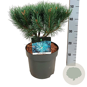 Pinus sylv. 'Watereri' 25-30 cm 7,5L