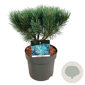 Pinus sylv. 'Watereri' 25-30 cm 7,5L