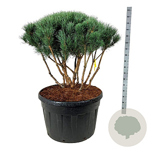 Pinus sylv. 'Watereri' 100-110 cm cont. 230L scherm