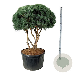 Pinus sylv. 'Watereri' 150 cm cont. 285L scherm