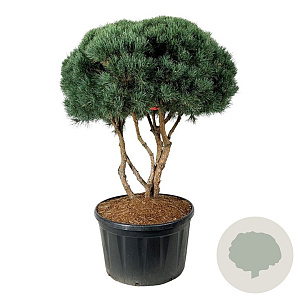 Pinus sylv. 'Watereri' 150 cm cont. 285L scherm