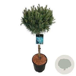Pinus sylv. 'Watereri' 70 cm stam 15L kroon 30-40
