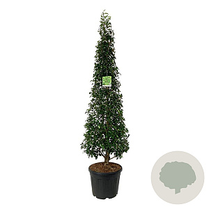 Prunus l. 'Angustifolia' 175-200 cm cont. 55L Pir. op stam extra