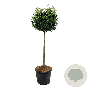 Prunus l. 'Angustifolia' 120 cm stam cont. 90L extra