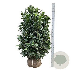 Prunus l. Bonaparte 125-150 cm met kluit extra
