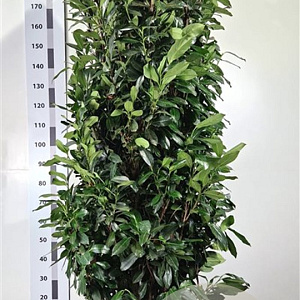 Prunus l. Elly 200-225 cm met kluit extra