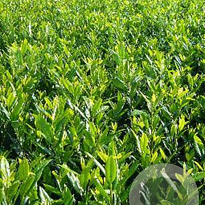 Prunus l. 'Herbergii' 40-50 cm met kluit