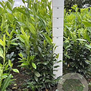 Prunus l. 'Herbergii' 80-100 cm met kluit