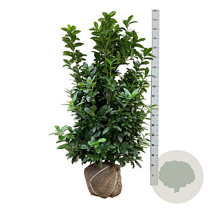 Prunus l. Kleopatra 125-150 cm met kluit extra