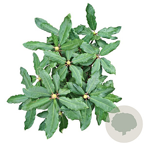 Rhododendron 'Hachmann's Feuerschein' 30-40 cm 5,0L struik