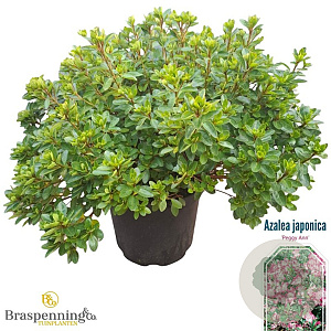 Rhododendron (AJ) 'Peggy Ann' 40-50 cm 10L