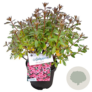 Rhododendron (J) 'Madame van Hecke' 20-25 cm 2,0L