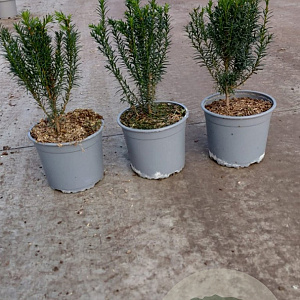 Taxus baccata 20-30 cm 2,0L