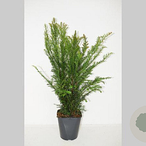Taxus baccata 60-80 cm 5,0L
