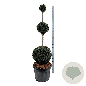 Taxus baccata 150-175 cm cont. 90L trio bol