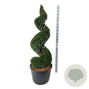Taxus baccata 150-175 cm cont. 130L spiraal