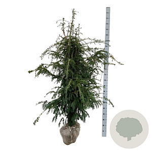 Taxus b. 'Dovastoniana' 160-180 cm met kluit extra